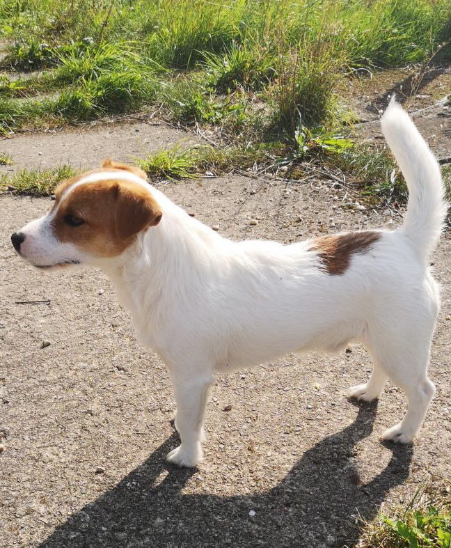 Snoopy_Website